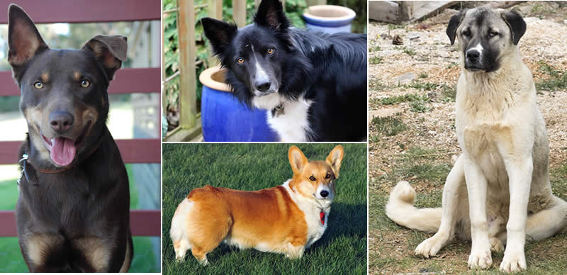 Farm dog breeds