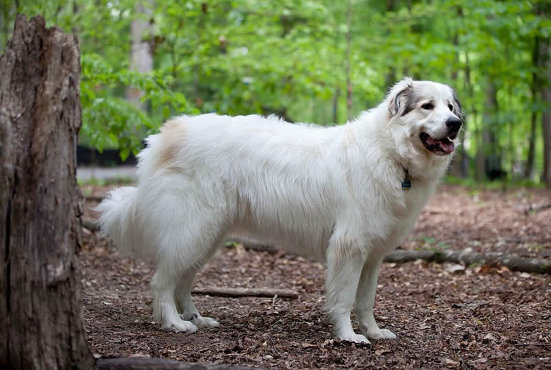 Great Pyrenees - Farm dog breeds