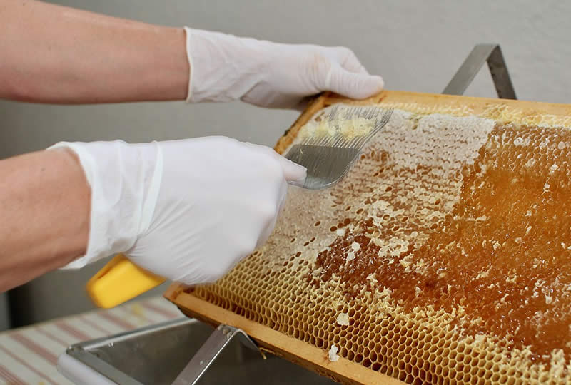 Harvesting The Orange Blossom Honey