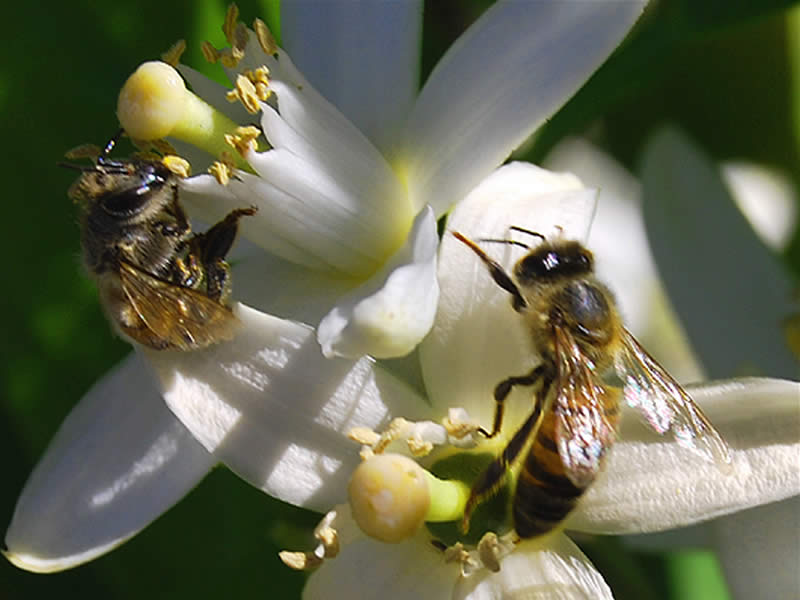 Honey Bees pollinating the oranges