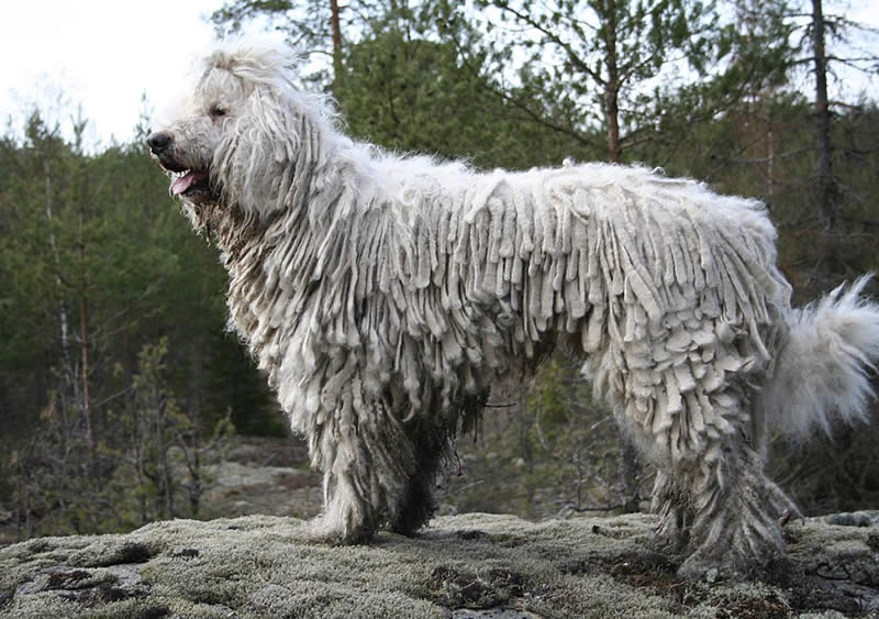 Komondor dog - Farm dog breeds