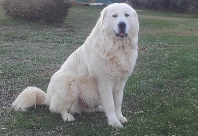 Maremma Sheepdog