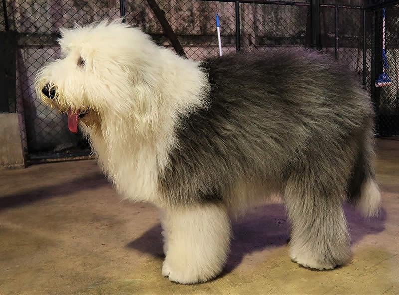 Old English Sheepdog - Farm dog breeds