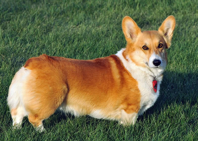 Pembroke Welsh Corgi - Farm dog breeds