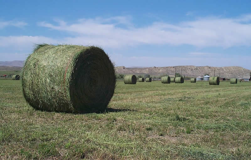 Round hay bales of Alfalfa (Medicago sativa)