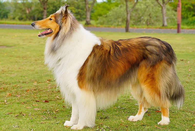 Scotch Collie - Farm dog breeds