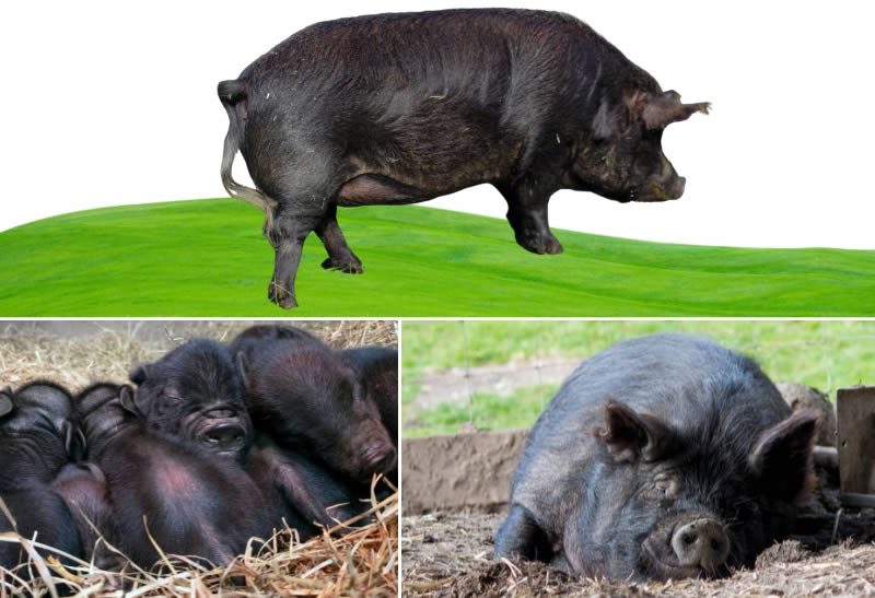 American guinea pigs - Types Of Pig - Pig breeds