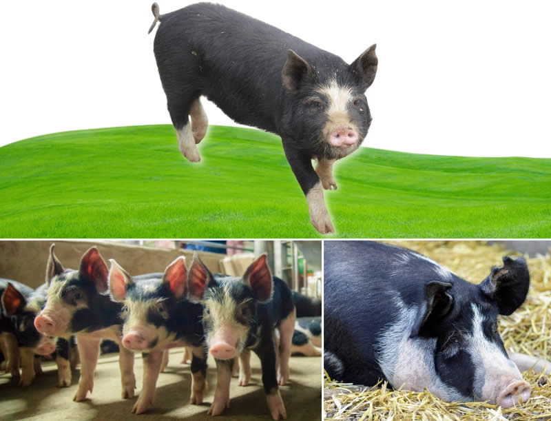 Berkshire - Types Of Pig - Pig breeds