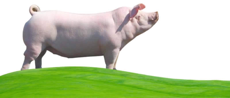 Chester White - Types Of Pig - Pig breeds