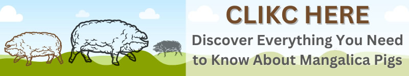 Discover Everything You Need to Know About Mangalica Pigs