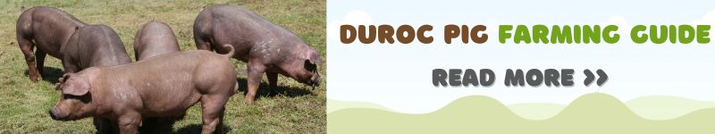 Duroc Pig Farming Guide