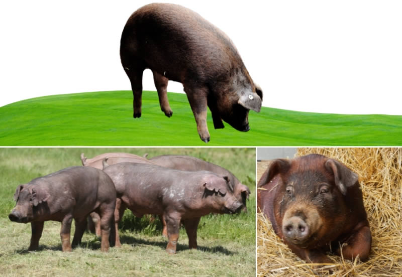 Duroc pig - Types Of Pig - Pig breeds