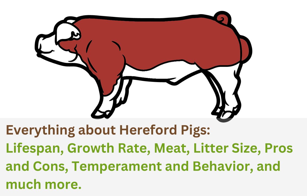 Everything about Hereford Pigs