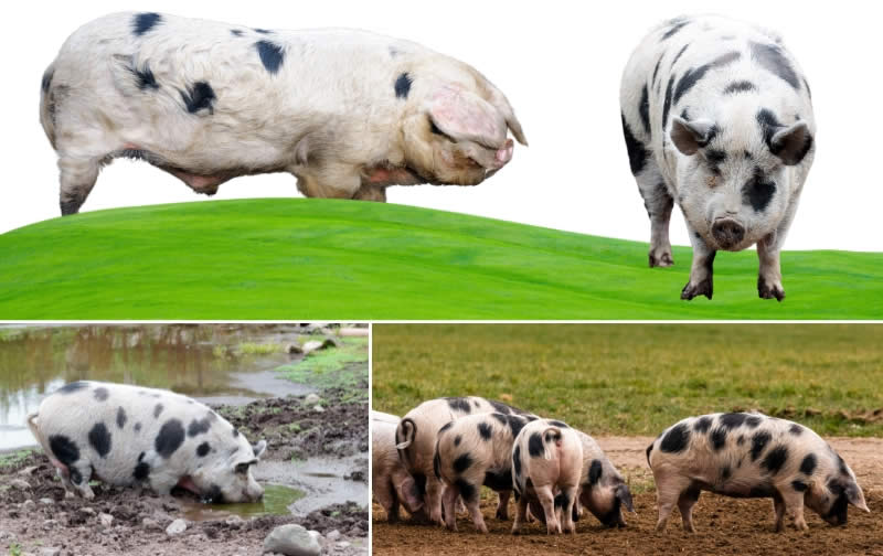 different types of pigs