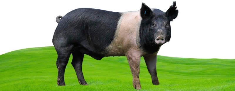 Hampshire pigs - Types Of Pig - Pig breeds