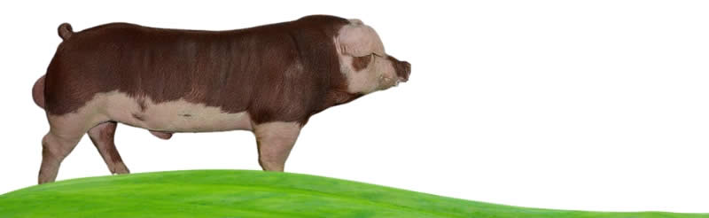 Hereford pigs - Types Of Pig - Pig breeds