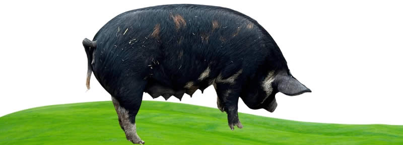 Idaho pasture pigs - Types Of Pig - Pig breeds
