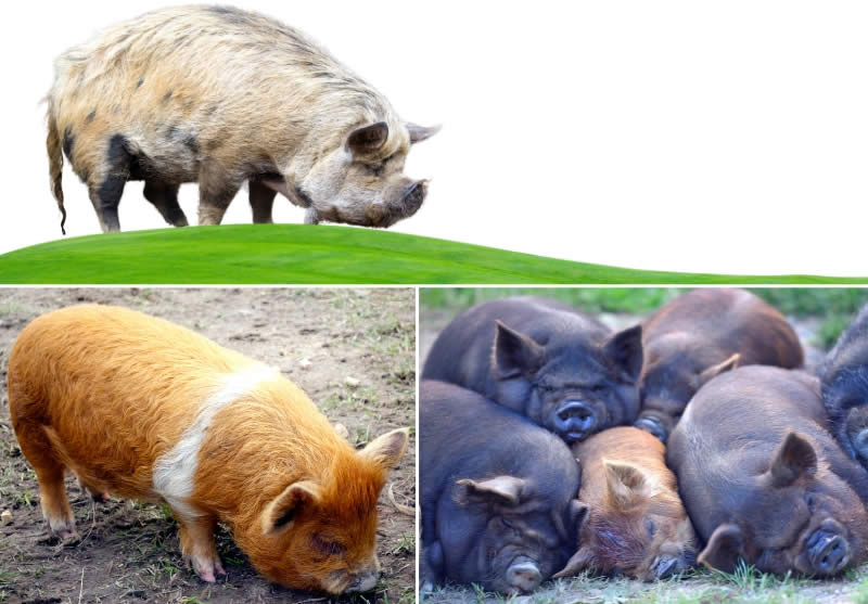 Kunekune pigs - Types Of Pig - Pig breeds