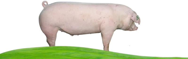 Landrace pigs - Types Of Pig - Pig breeds