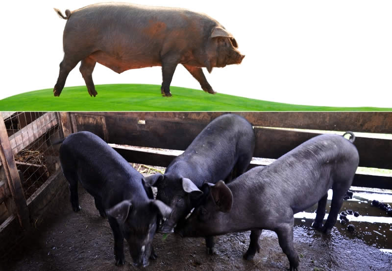 Large Black pigs - Types Of Pig - Pig breeds