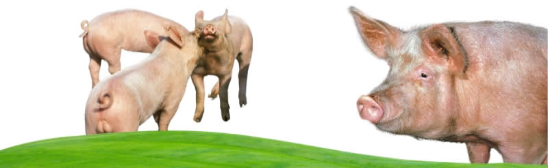 different types of pigs