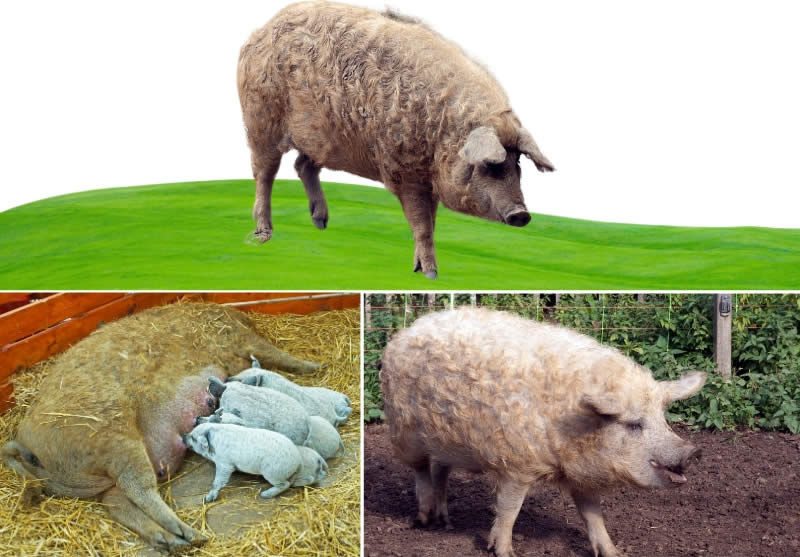 Mangalitsa pigs - Types Of Pig - Pig breeds