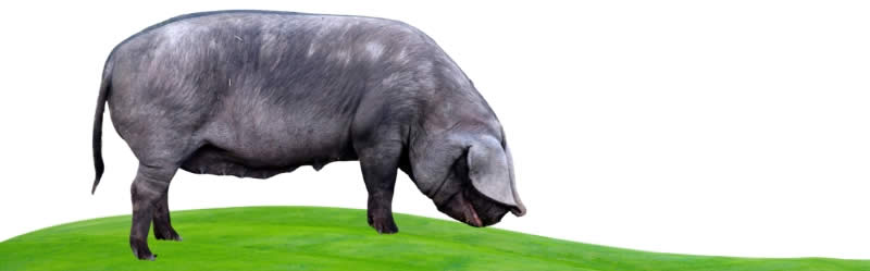Mulefoot pigs - Types Of Pig - Pig breeds