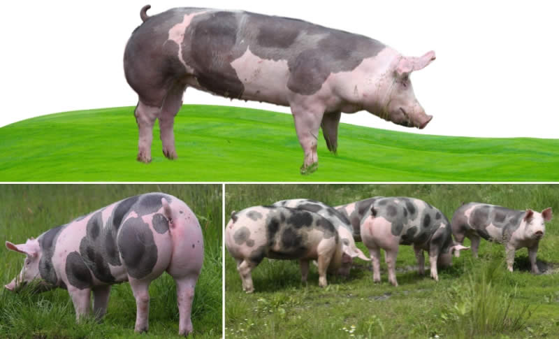 Pietrain pigs - Types Of Pig - Pig breeds