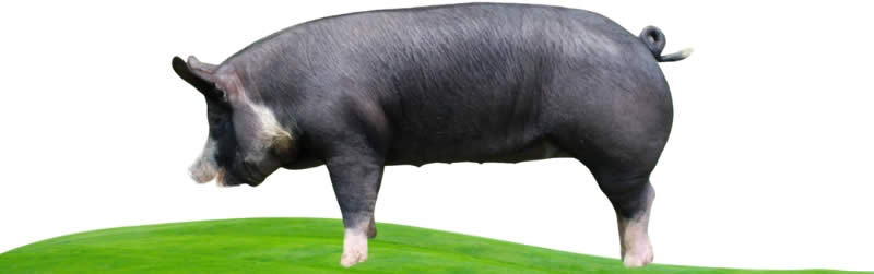 Poland China pigs - Types Of Pig - Pig breeds