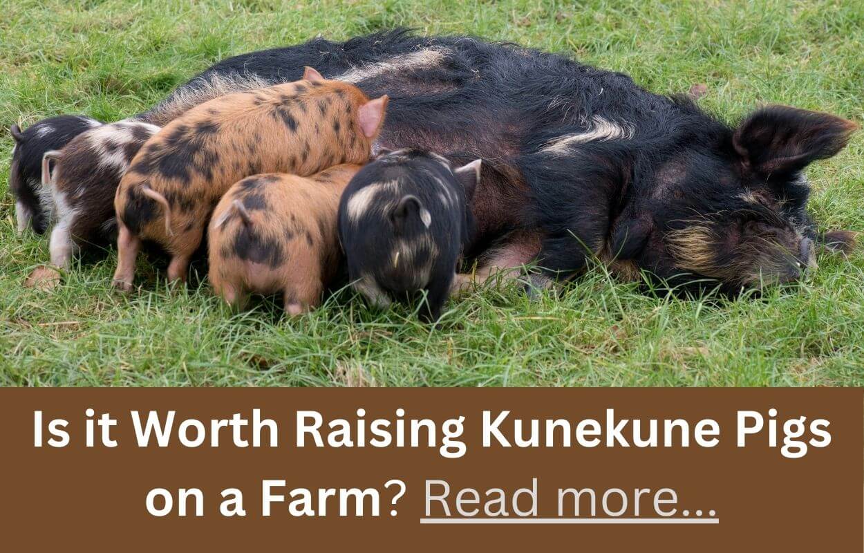 Raising Kunekune Pigs on a Farm