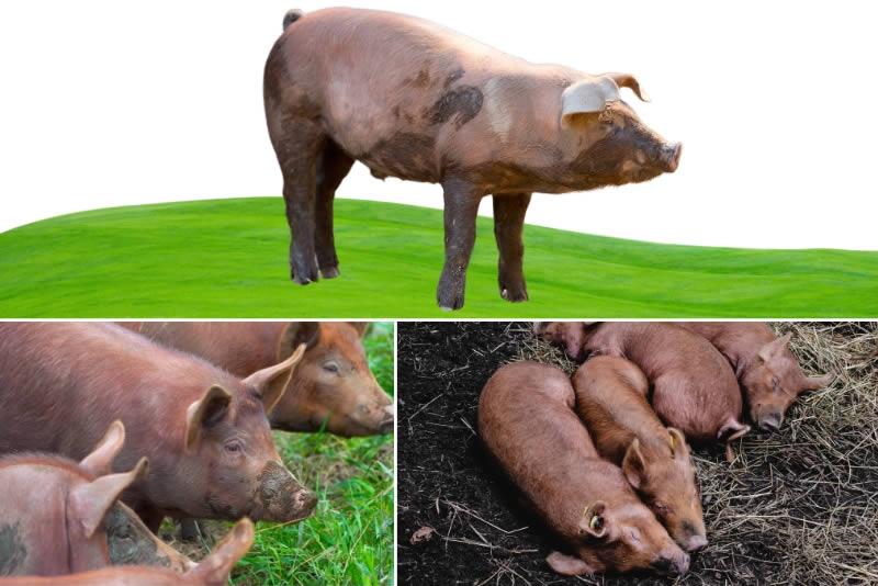 Red wattle pigs - Types Of Pig - Pig breeds