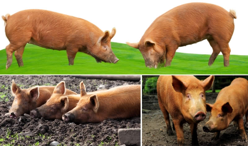 Tamworth pig - Types Of Pig - Pig breeds
