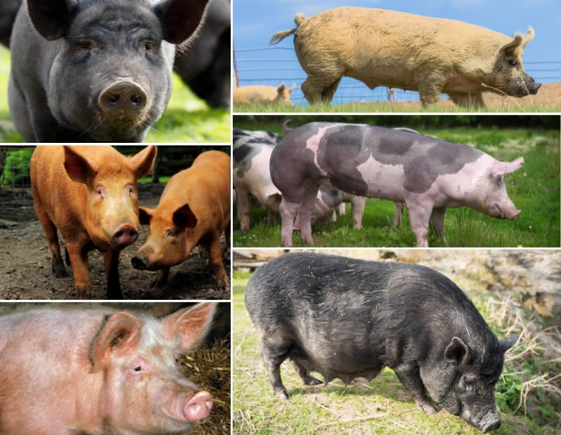 different types of pigs