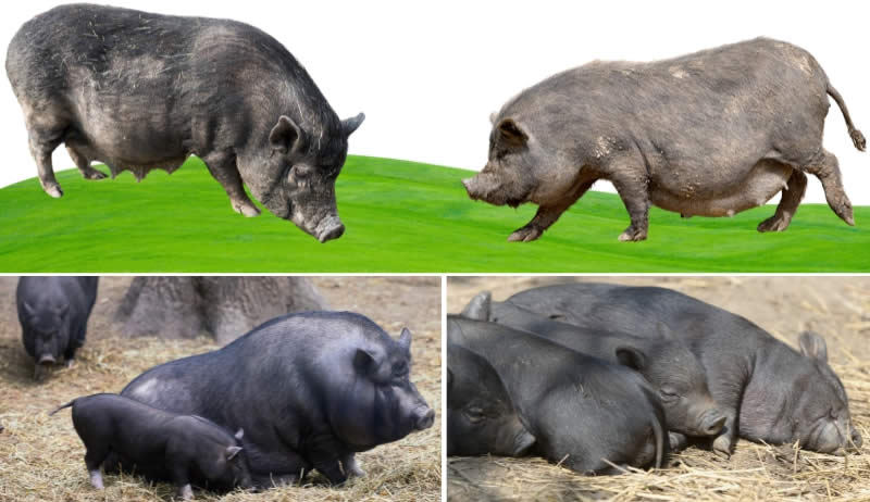 Vietnamese Potbelly pigs - Types Of Pig - Pig breeds