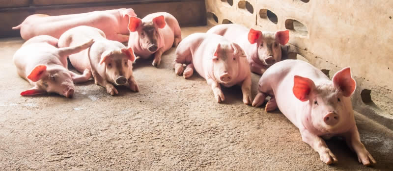 What to consider when choosing a type of pig