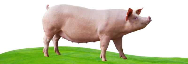 Yorkshire - Types Of Pig - Pig breeds
