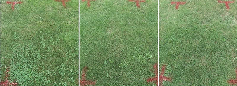 before and after by using Fiesta organic herbicide