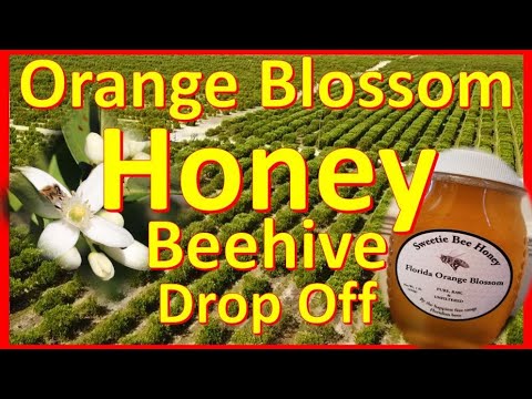 What is Orange Blossom Honey