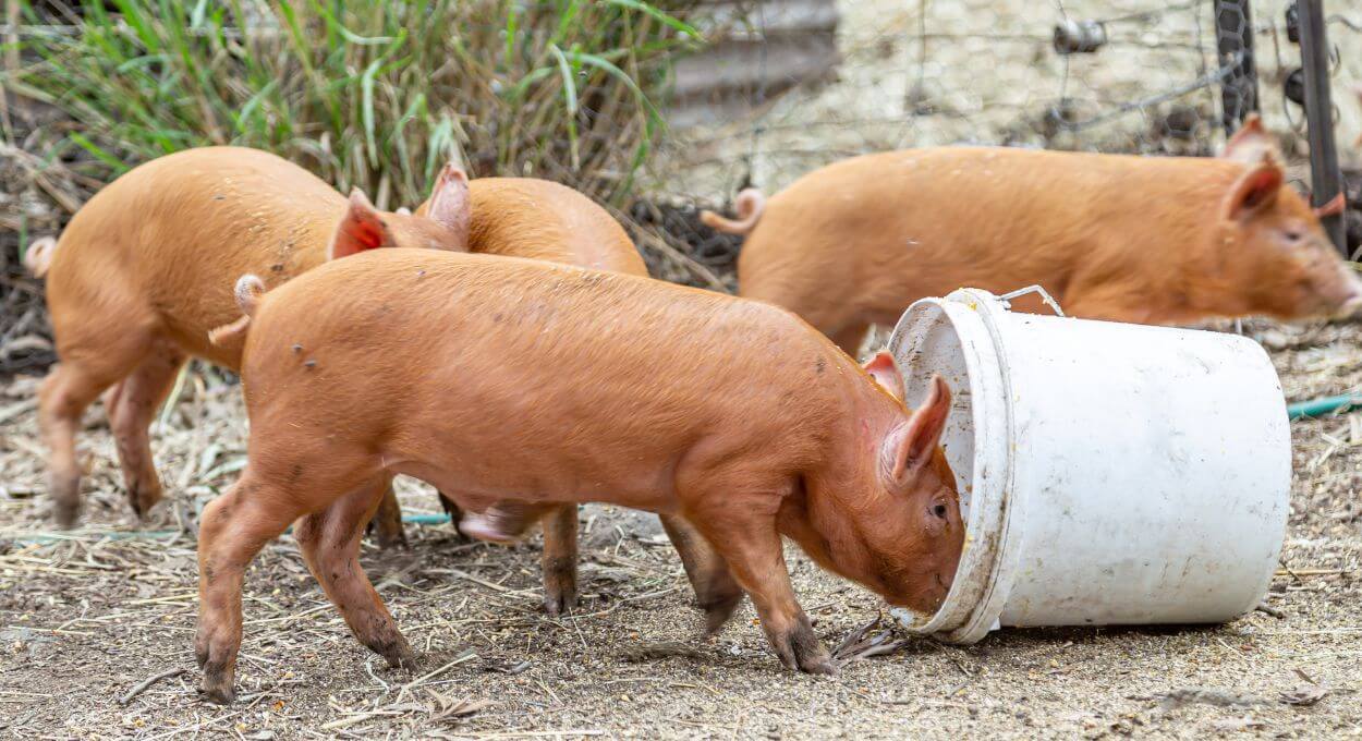 Feeding Red Wattle Hog Pigs