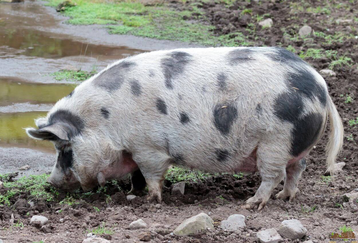 Gloucestershire Old Spots pig - Body Characteristics