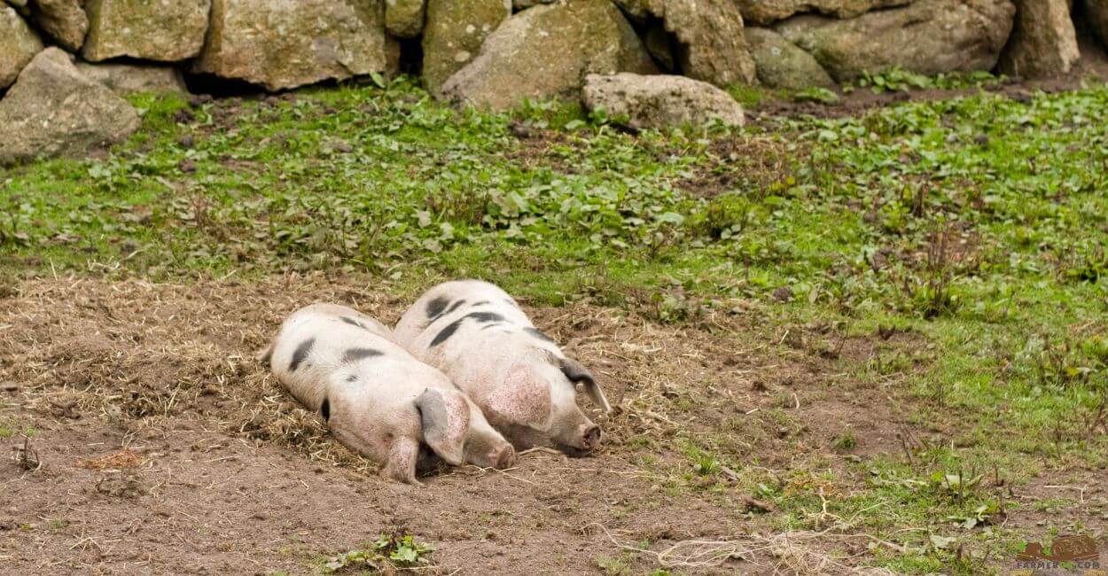 Gloucestershire Old Spots piglets