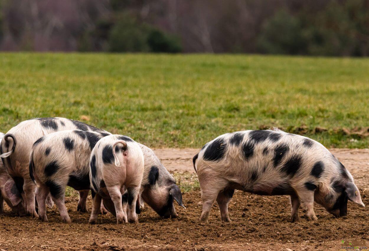 Gloucestershire Old Spots pigs grazing