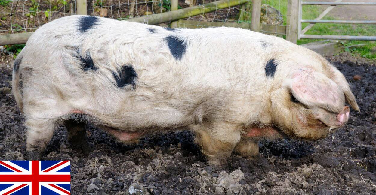 Gloucestershire Old Spots pigs