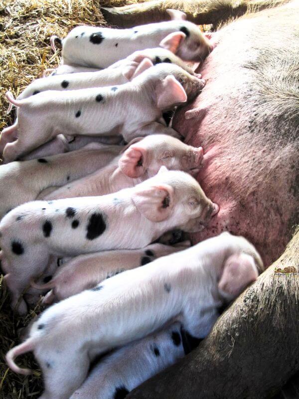 Gloucestershire Old Spots sow feeding piglets