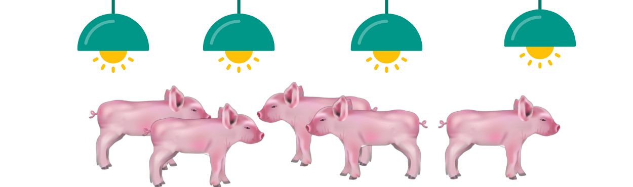 Heat Lamps for piglets