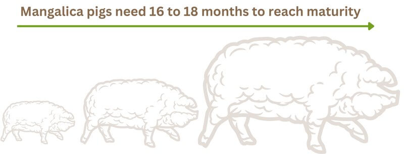 How fast do Mangalica pigs grow