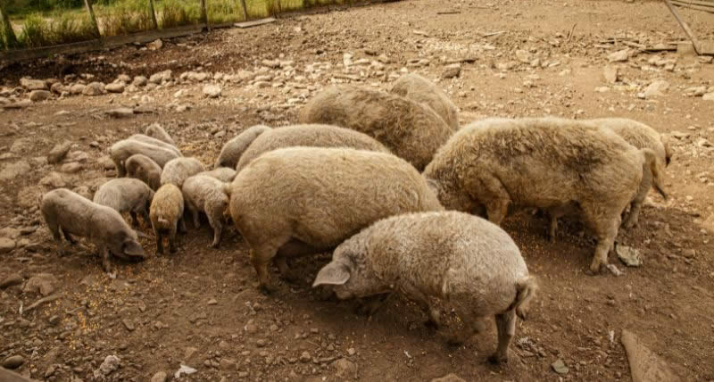 How many Mangalica pigs per acre