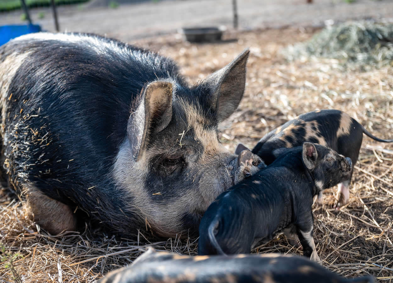 Idaho Pasture Pig - Sow and piglets