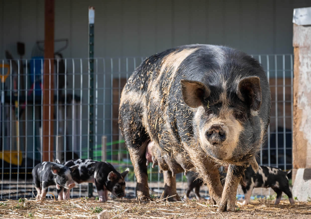 Idaho Pasture Pig - Sow piglets