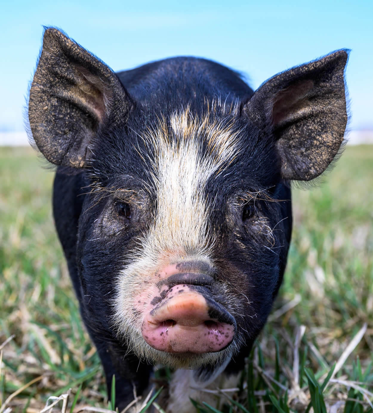 Idaho Pasture Piglet